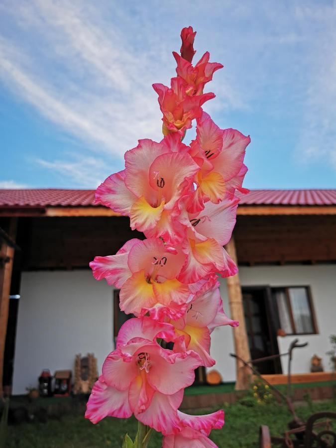 Vila Jugul Taranului Agropensiune Polovragi, Gorj Exteriér fotografie